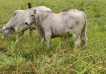 Tourinhos Brahman