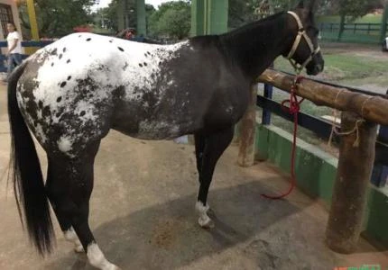 Cavalo Appalosa
