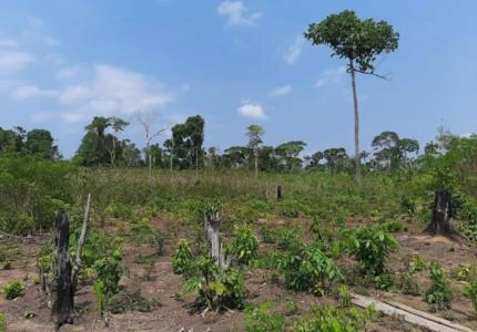 Propriedade Rural para arrendamento