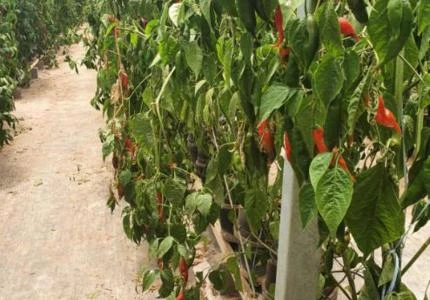 Pimenta Dedo de Moça