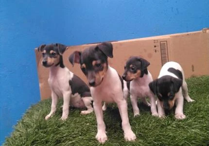 Fox paulistinha disponível