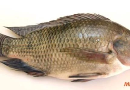 Tilápia Viva 800 grms - 1 kg