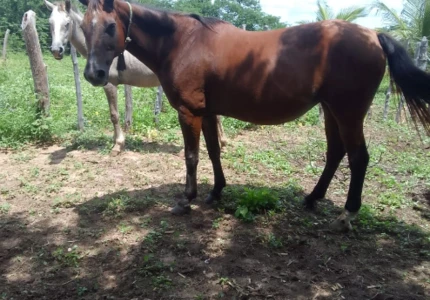 Égua quarta de milha