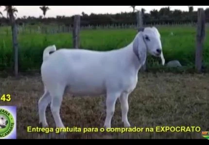 BODE SAVANA