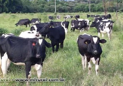 NOVILHAS GIROLANDAS