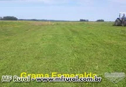 GRAMAS ESMERALDA