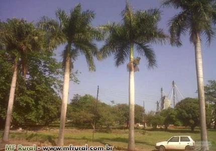 Palmeiras Imperiais Adultas