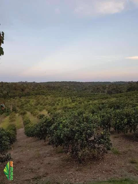 Fazenda 34 hectares no Amazonas