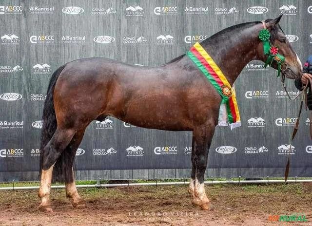 ABCCC - Cavalo Crioulo - A raça perde mais um representante. Morreu hoje  (24/2) o garanhão Macanudo do Itapororó. Em sua trajetória, o cavalo -  nascido em 2001 - se destacou pela
