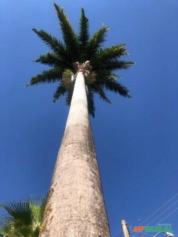 Palmeira Imperial
