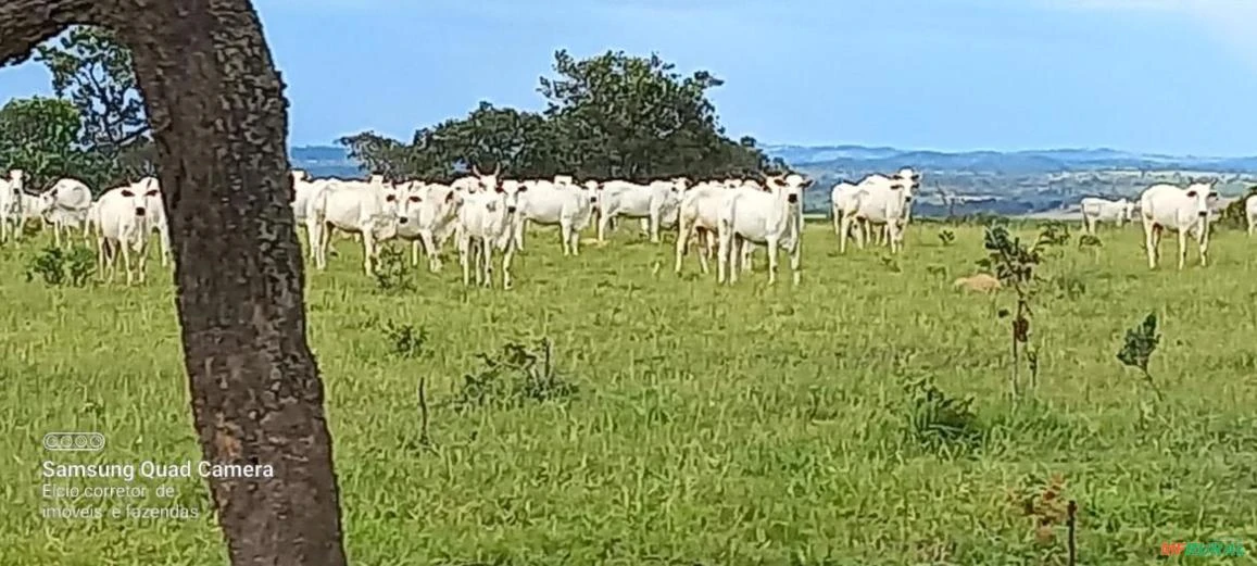 Fazenda em Goiás com Dupla Aptidão