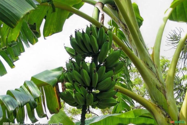 Banana Maçã (Musa x paradisíaca)