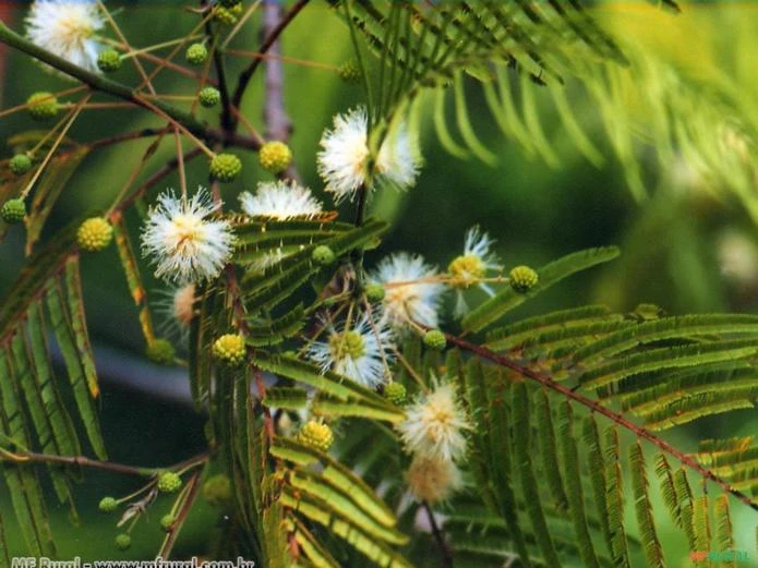 ANGICO BRANCO (Anadenanthera peregrina)
