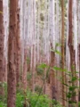 Floresta de eucalipto