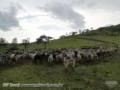 Touros, Novilhas e Vacas Guzerá