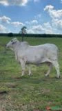 Vaca Brahman PO - Genética Casa Branca