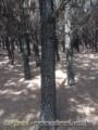 Área de Pinus