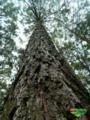 Pinus Taeda Clonal 13 anos