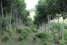 Plantio de Floresta - Reflorestamento
