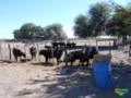 Fazenda 6500 Hectares Pecuarias en La Pampa. ARGENTINA