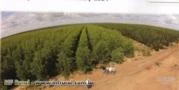Fazenda de Eucalipto - Projeto para Termo Eletrica - 40 mil ha