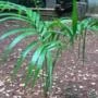 Muda de Palmeira/Palmito Jussara Altura de 0,40 cm a 0,80 cm