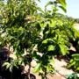 Muda De Abacate Avocado  Altura de 40 cm a 80 cm