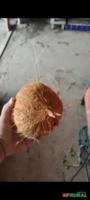 Quenga de coco, casca de coco