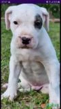 Filhote Dogo Argentino em Tijucas SC à venda. Compre direto 630436