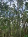 Vendo Floresta eucalipto