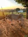 Vacas Jersey PO com Prenhez confirmada