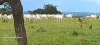 Fazenda em Goiás com Dupla Aptidão