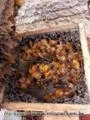 Mel de abelhas indígena sem ferrão