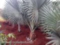 Palmeira Bismarckias
