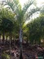 Palmeira Locuba