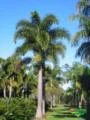 Sementes de Palmeira Imperial (Roystonea oleraceae) Matriz bela e frondosa!