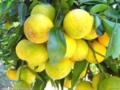 Laranja Lima Comum (Citrus Aurantifolia)