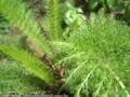 Mil Folhas (Achillea millefolium)