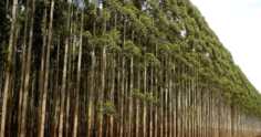 Cultivo de eucalipto: mercado em alta e produção brasileira