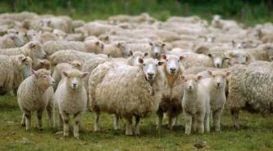 As principais raças de ovinos no Brasil e seus benefícios