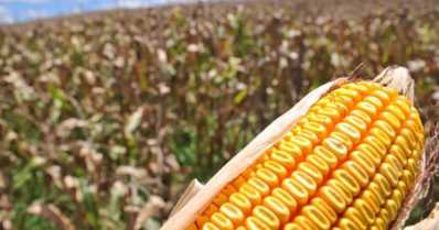 Doenças na safrinha de milho: agentes causais, sintomas e controle