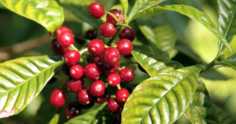 Saiba como cultivar café e entre para o agronegócio