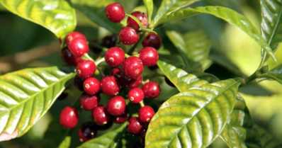 Saiba como cultivar café e entre para o agronegócio
