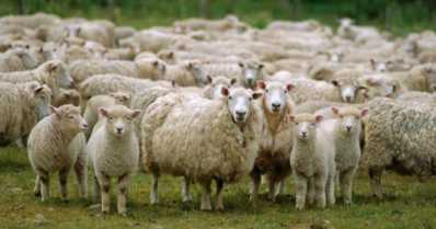 Por que criar ovelhas?