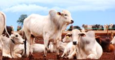 Criação e confinamento de gado de corte no Brasil continua atrativo