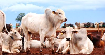 Criação e confinamento de gado de corte no Brasil continua atrativo