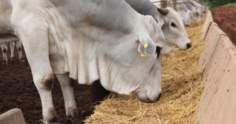 Nutrição animal: quais melhores alimentos para bovinos de corte?