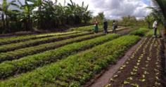Agricultora usa energia solar em irrigação e reduz custos