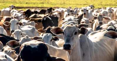Conheça 6 dicas para negociar o preço do gado