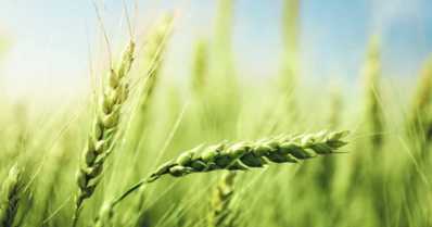O que os produtores podem esperar da safra de trigo 2019/20?